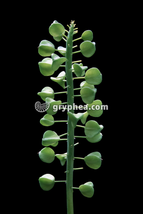 Muscari (Muscari armeniacum) - Fruits - gryphea.com